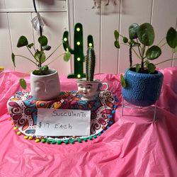 Succulents