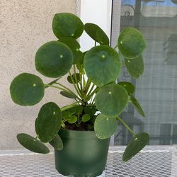 Pilea Plant 