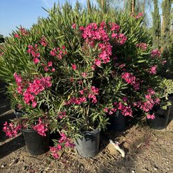 Pink Oleander Privacy 15gallon 