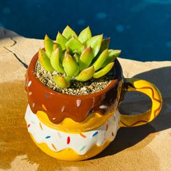 Korean Succulent in Ceremic Donut Mug Planter