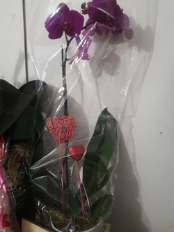Orchid