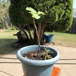 Fig Tree (dark Fruit)