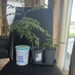 Indian curry plant (sweet neem or curry limro)