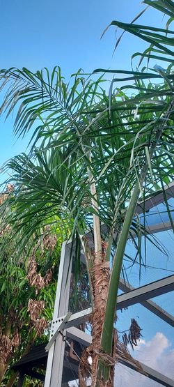 Free Queen palm tree