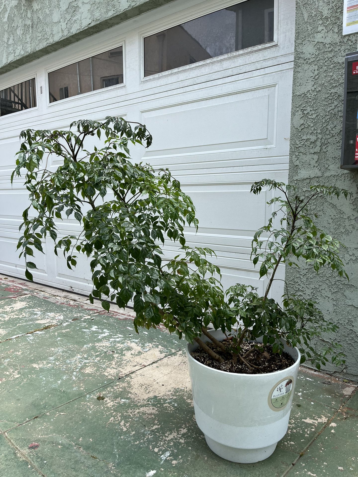 Large Potted Plant/tree Outdoor/indoor