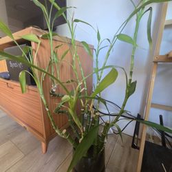 Lucky bamboo in glass planter