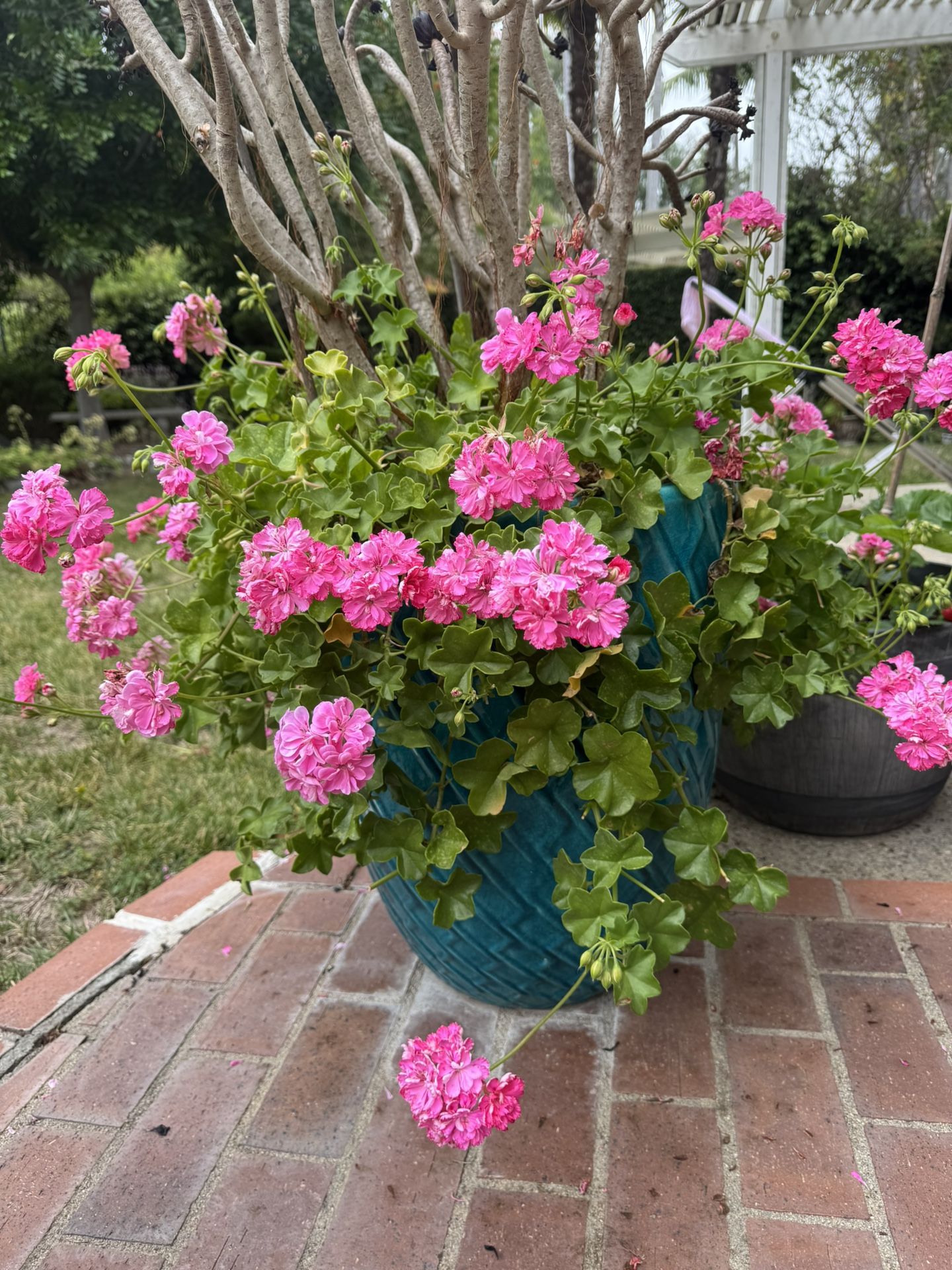Lager Ceramic Blue Pots With Blooming Flowers