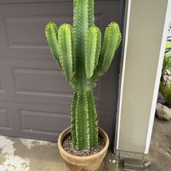 Cactus Plant (African Candelabra)