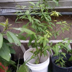 Arbol de Durasno