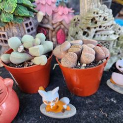 PLANT SALE SATURDAY IN SAN LORENZO..FROM $3 TO $30  SATURDAY