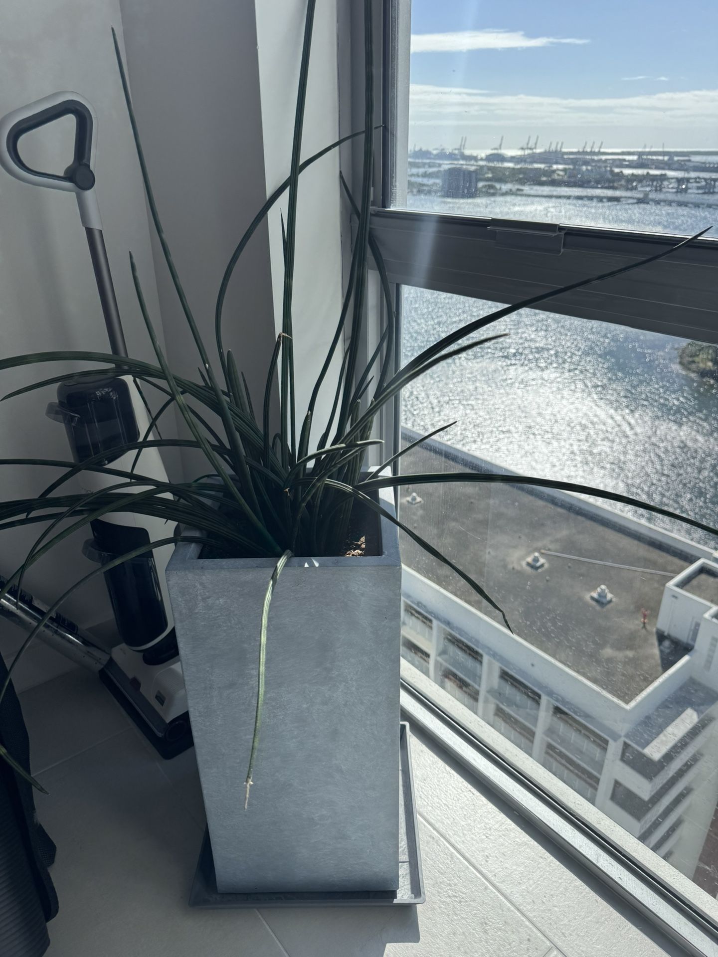 Plant And Planter With Base