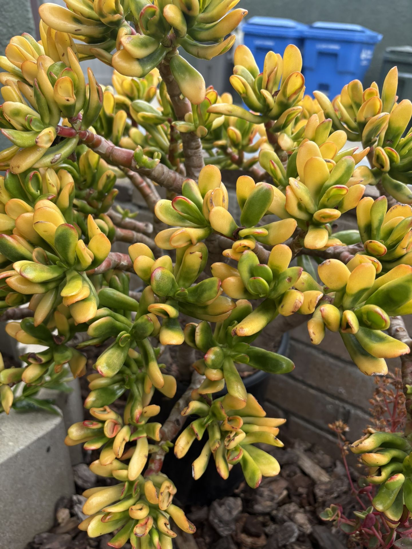 Succulents