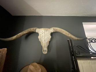 Natural Bull Skull 