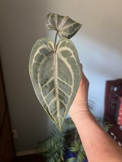 Anthurium (Red Velvet Cake X Zara) X (cinnamon Swirl X Tim's Black) for  Sale in Rosemead, CA - OfferUp