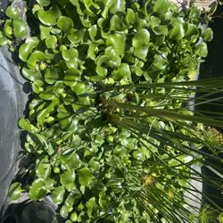Aquarium Plants 