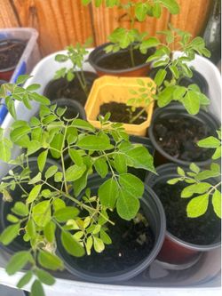 Morigna tree seedlings