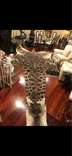 Taxidermy giraffe rug head to tail very unique