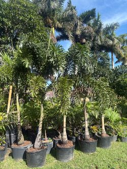 Foxtail Palms 10ft
