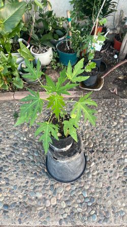 Papaya plant