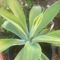 Foxtail agave