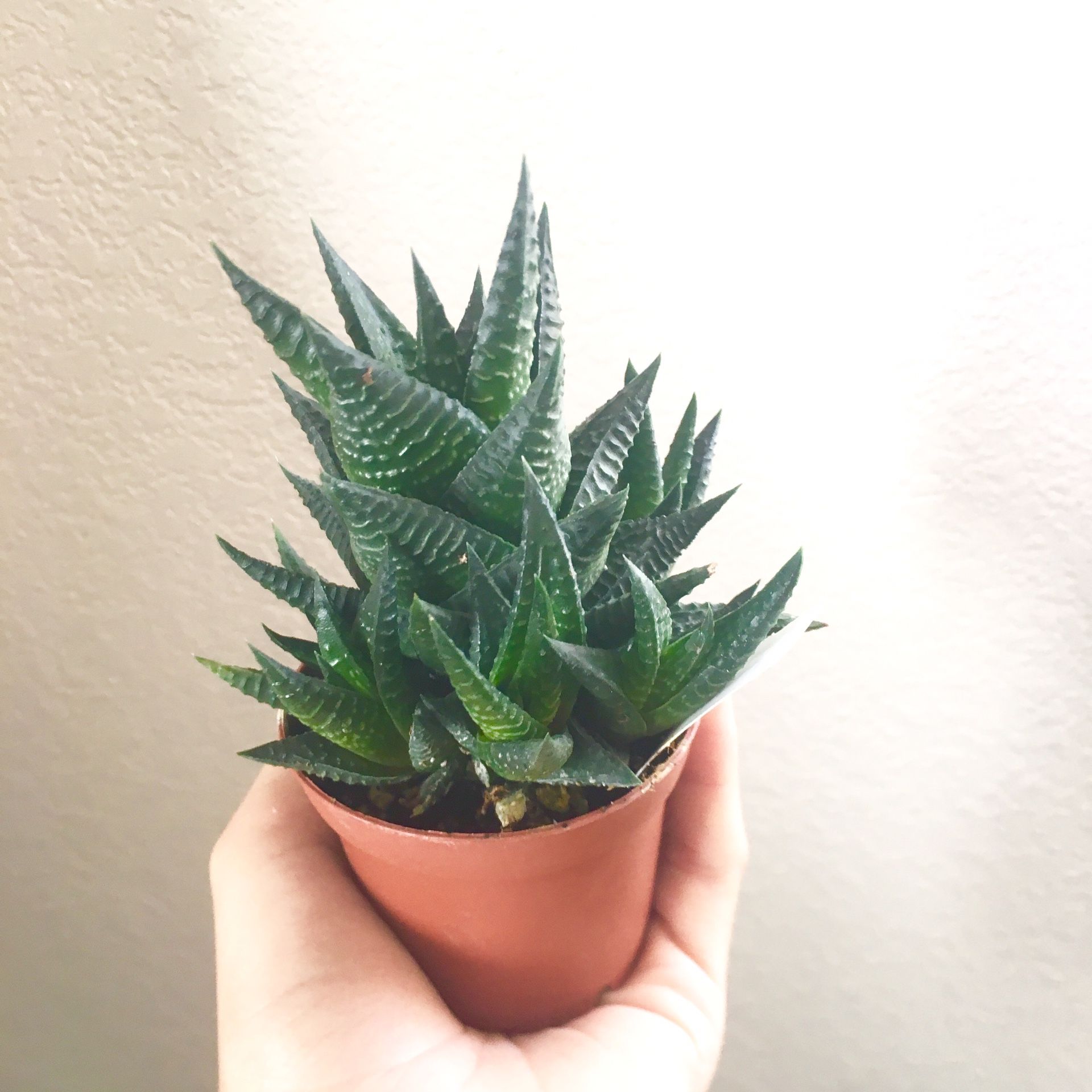 Hawthornia 2 inch Houseplant/ Indoor Plant