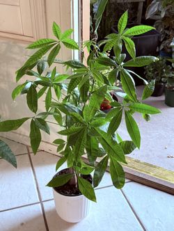 ♥️SUPER HEALTHY♥️Almost 3 feet ♥️Gud Luck Money Tree (PLS READ DESCRIPTION)