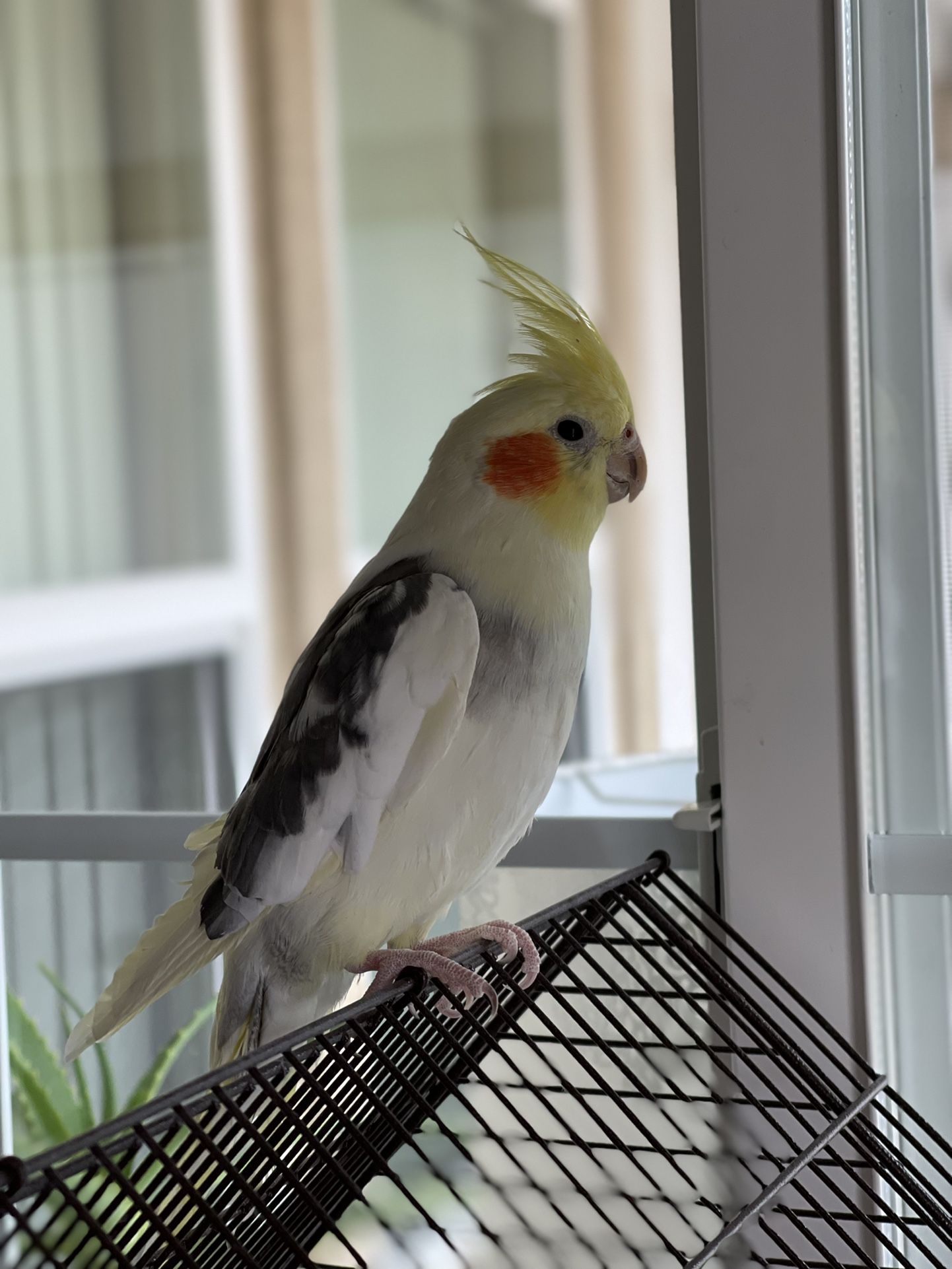 Cockatiel Bird