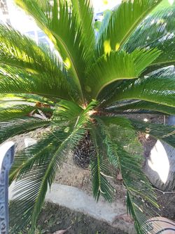 Sago Palm Trees
