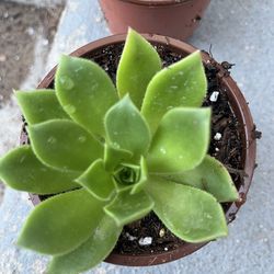 Aeonium plant