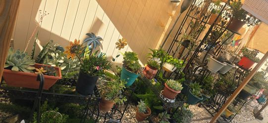 Beautiful Potted Succulents & Cacti – Many Varieties Available!
