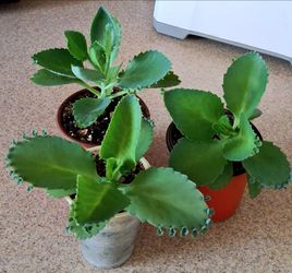 Live Healthy Mother Of Thousands Indoor Houseplants each $5