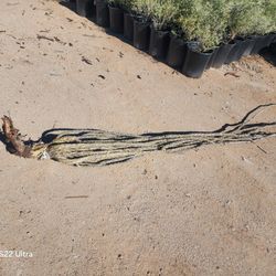 Chilopsis Tree & Ocotillo Plant