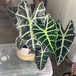 Alocasia Polly 6 Inch Large Plant 