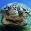 Cranky Turtle  