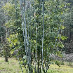 Blue Clumping Privacy Bamboo Plants