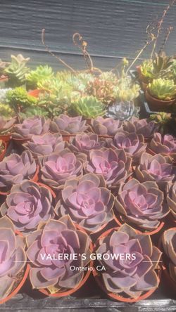 Echeverias