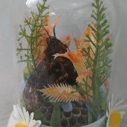 Preserved Wasp Nest & Deaths Head Hawk Moth Oddity Dome Curiosity Taxidermy