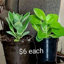 Live Mother Of Thousands Indoor Houseplants With 4 Inch Nursery Pots  