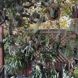 Private Garden Showroom !!  Staghorn Ferns, Bromeliads, Airplants & kokedamas 