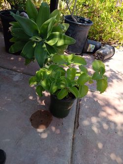 Oregano  De Hoja Grande Orejon