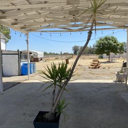 Mature Yucca Plant with bottom