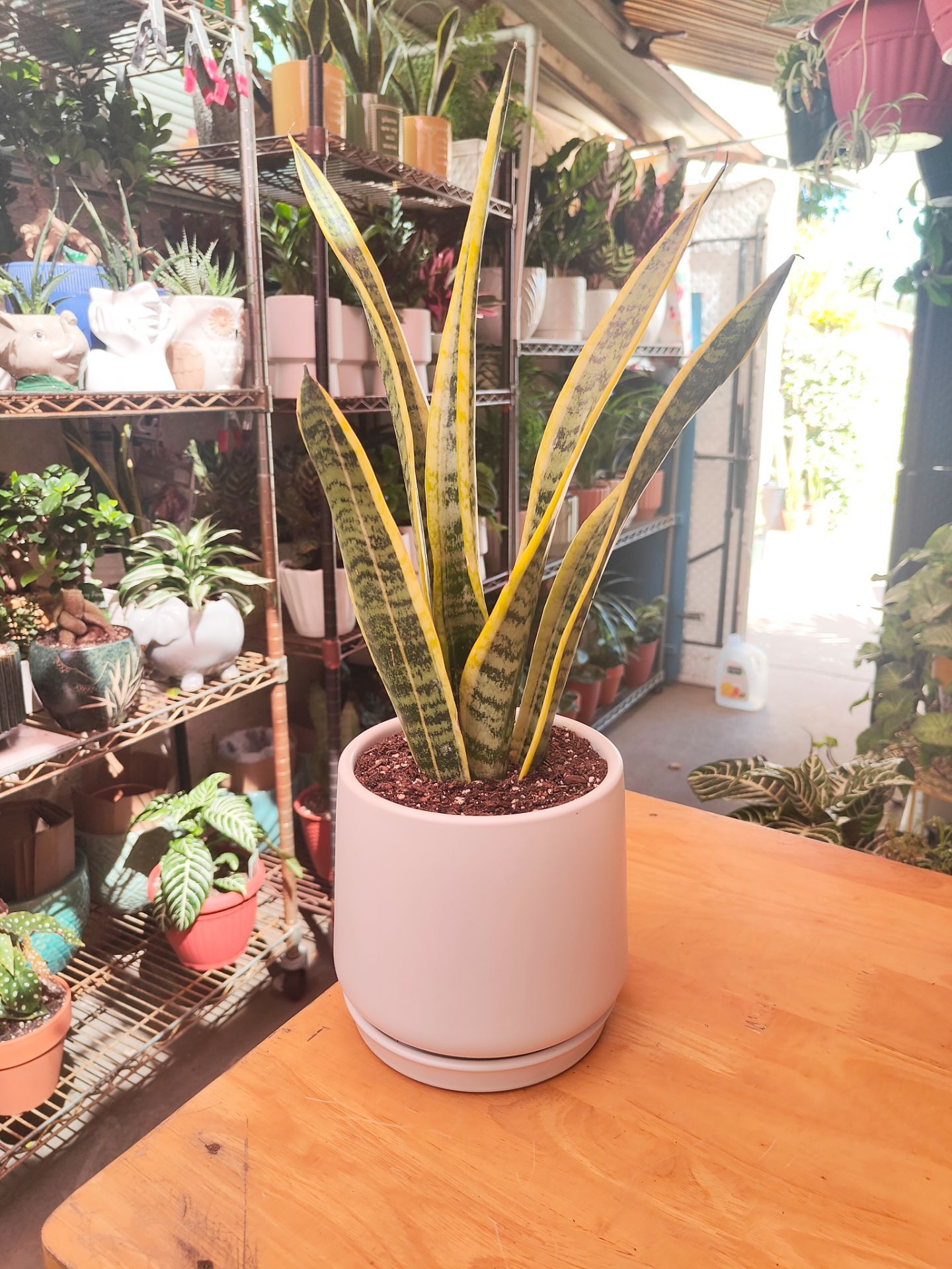 Snake Plants