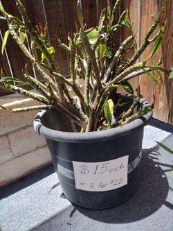 Nebel's Rainbow Plumeria cuttings