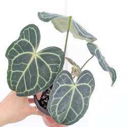 Collector's Plant: Anthurium Clarinervium 4" Pot - Indoor House Plants