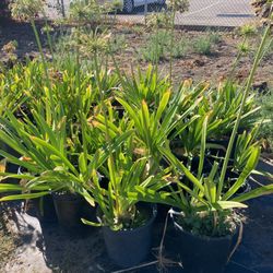 Plants