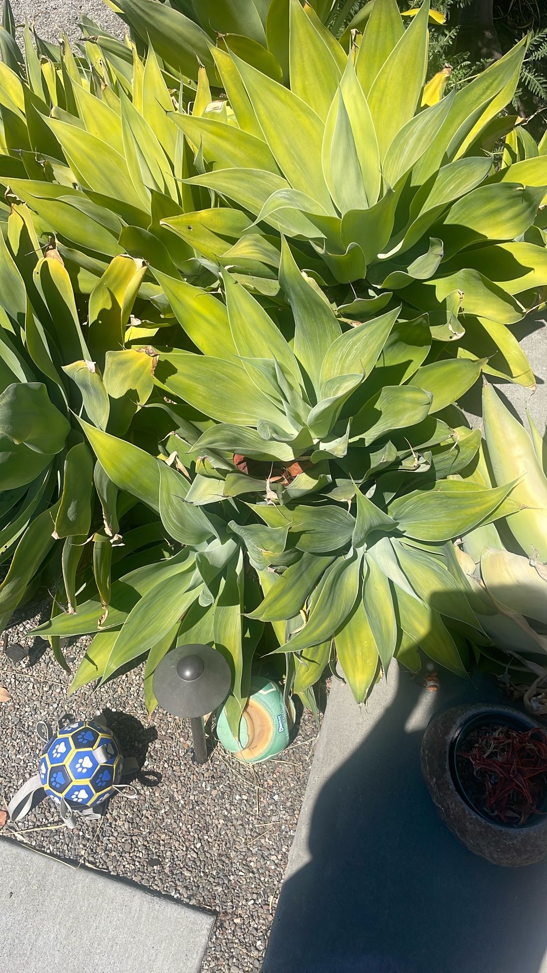 $1 Agave Attenuata Cuttings