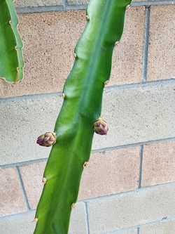 Dragon Fruit Trellis 