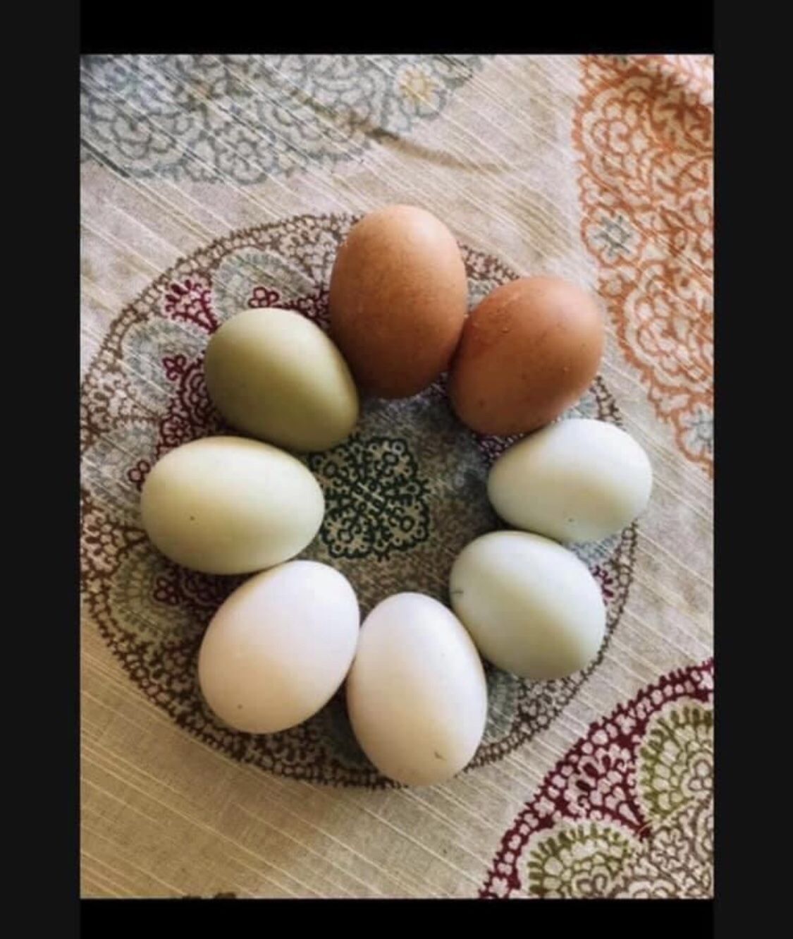 Fertilized Fertile Eggs For Spring Hatching Chicks!!