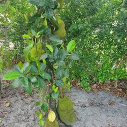 Jack Fruit... 