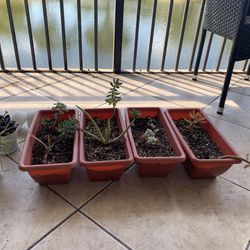 Plants w/ Pots For Transplant